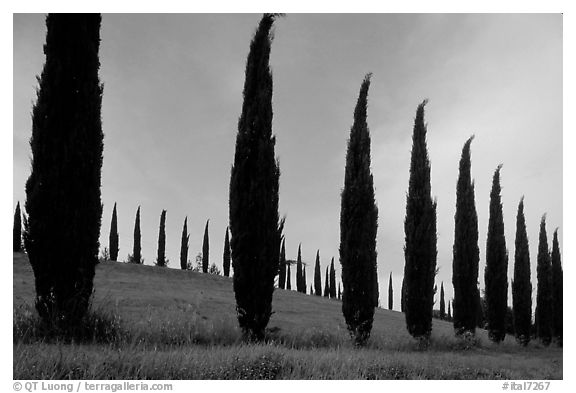 Cypress rows typical of the Tuscan landscape. Tuscany, Italy (black and white)