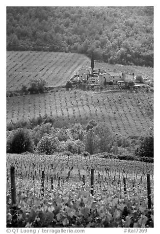 Vineyard in the Chianti region. Tuscany, Italy (black and white)