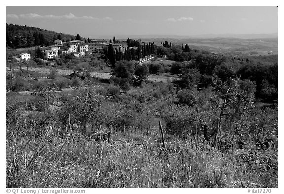 Flowers and rural landscape, Chianti region. Tuscany, Italy (black and white)