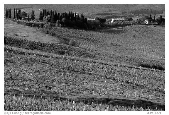 Vineyard, cypress, and houses,  Chianti region. Tuscany, Italy (black and white)