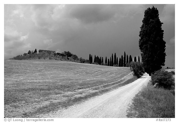 Path lined with cypress trees, Le Crete region. Tuscany, Italy (black and white)