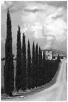 Rural road lined with cypress trees, Le Crete region. Tuscany, Italy (black and white)