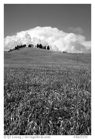 Poppies in field and cloud above distant ridge. Tuscany, Italy