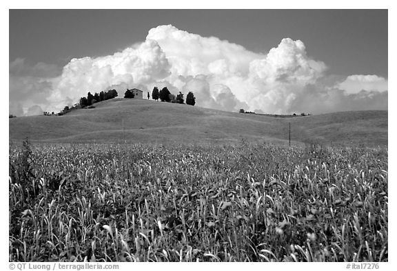 Field and distant ridge with cypress and house. Tuscany, Italy