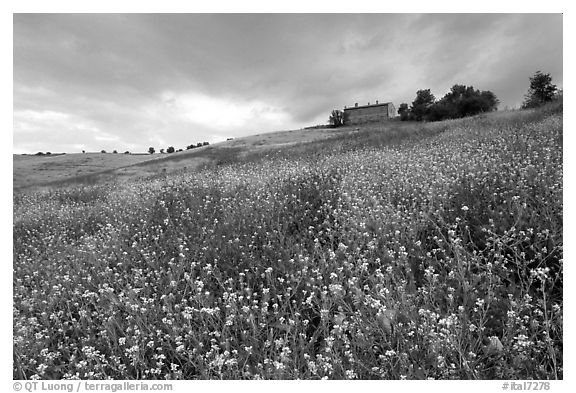 Spring wildflowers and house on hill. Tuscany, Italy (black and white)