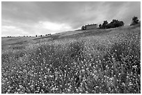 Spring wildflowers and house on hill. Tuscany, Italy (black and white)