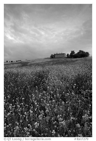 Carpet of spring wildflowers and house on ridge. Tuscany, Italy