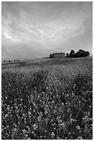 Carpet of spring wildflowers and house on ridge. Tuscany, Italy (black and white)