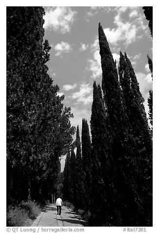 Alley bordered by cypress trees. Tuscany, Italy (black and white)