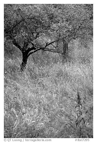 Olive trees and grasses, Villa Adriana. Tivoli, Lazio, Italy (black and white)