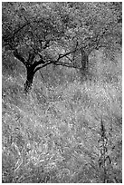 Olive trees and grasses, Villa Adriana. Tivoli, Lazio, Italy (black and white)