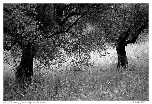 Olive trees and grasses, Villa Hadriana. Tivoli, Lazio, Italy (black and white)