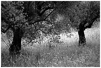 Olive trees and grasses, Villa Hadriana. Tivoli, Lazio, Italy (black and white)