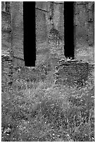 Red poppies and ruins of the Praetorium, Villa Hadriana. Tivoli, Lazio, Italy ( black and white)