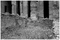 Red poppies and ruins of the Praetorium, Villa Adriana. Tivoli, Lazio, Italy (black and white)