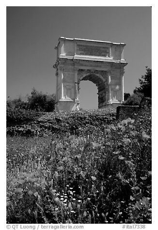 Popies and Arch of Titus, Roman Forum. Rome, Lazio, Italy (black and white)