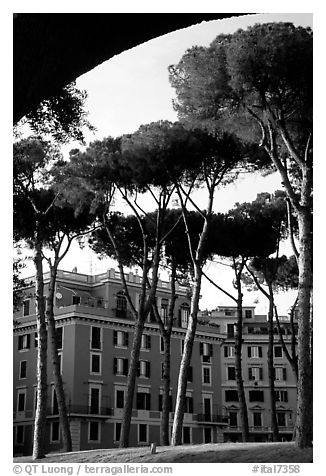 Pines trees and houses. Rome, Lazio, Italy (black and white)