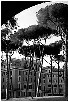 Pines trees and houses. Rome, Lazio, Italy (black and white)