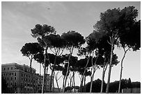 Pines trees and houses. Rome, Lazio, Italy (black and white)