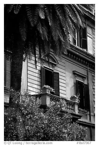 Palm tree and building. Rome, Lazio, Italy (black and white)