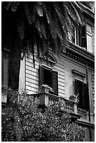 Palm tree and building. Rome, Lazio, Italy (black and white)