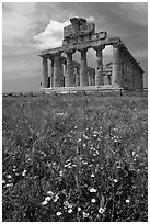 Wilflowers and Tempio di Cerere (Temple of Ceres). Campania, Italy ( black and white)