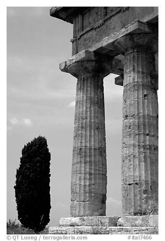 Cypress and columns of Doric Greek Temple of Neptune. Campania, Italy