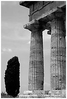 Cypress and columns of Doric Greek Temple of Neptune. Campania, Italy ( black and white)