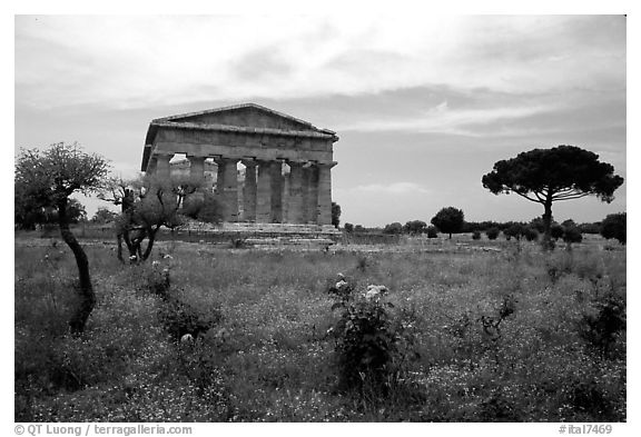 Wildflowers and Temple of Neptune. Campania, Italy (black and white)