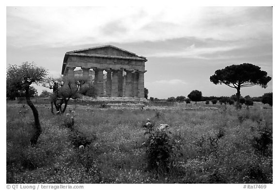 Wildflowers and Temple of Neptune. Campania, Italy