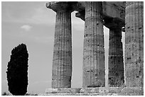 Cypress and Doruc columns of  Temple of Neptune. Campania, Italy (black and white)