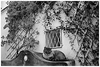 Cat and white walls with red flowers, Positano. Amalfi Coast, Campania, Italy (black and white)