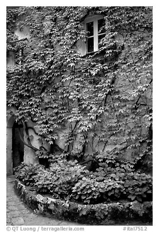 Ivy-covered wall in a Courtyard inside Villa Rufulo, Ravello. Amalfi Coast, Campania, Italy