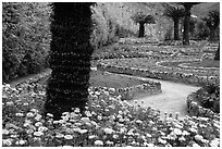 Gardens of Villa Rufulo, Ravello. Amalfi Coast, Campania, Italy (black and white)