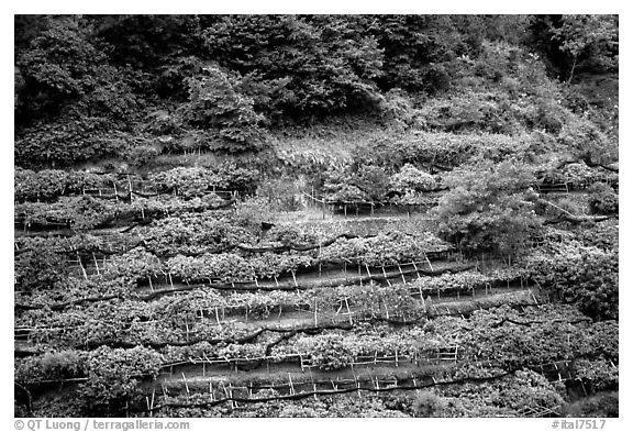 Steep hillside terraces with lemon trees. Amalfi Coast, Campania, Italy (black and white)