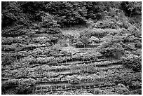 Steep hillside terraces with lemon trees. Amalfi Coast, Campania, Italy (black and white)