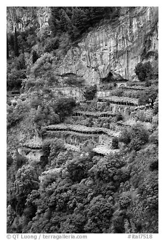 Cliffs and hillside terraces cultivated with lemons. Amalfi Coast, Campania, Italy (black and white)