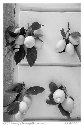 Lemons and wall. Amalfi Coast, Campania, Italy