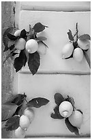 Lemons and wall. Amalfi Coast, Campania, Italy ( black and white)