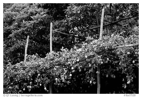 Lemon trees. Amalfi Coast, Campania, Italy