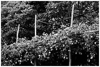 Lemon trees. Amalfi Coast, Campania, Italy (black and white)