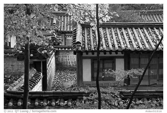 Fall foliage and historic architecture, Yeongyeong-dang, Changdeokgung Palace. Seoul, South Korea (black and white)