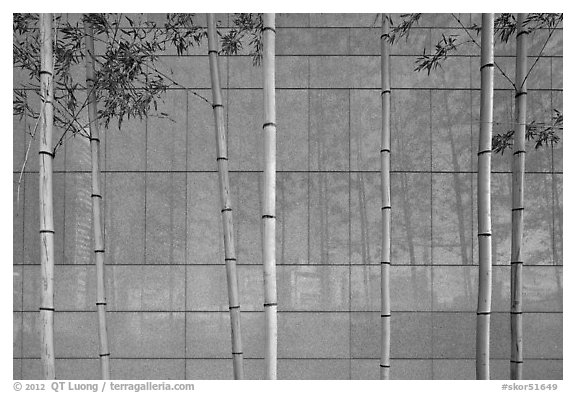 Bamboo reflected in marble wall, Dongdaemun Design Plaza. Seoul, South Korea (black and white)