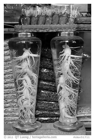 Gingseng roots in jars, Yangnyeongsi, Namseongno. Daegu, South Korea (black and white)