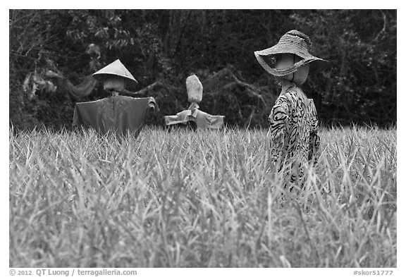 Scarecrows in field. Hahoe Folk Village, South Korea (black and white)