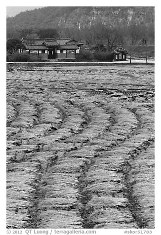 Fields with cut crops and historic house. Hahoe Folk Village, South Korea