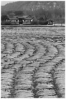 Fields with cut crops and historic house. Hahoe Folk Village, South Korea ( black and white)