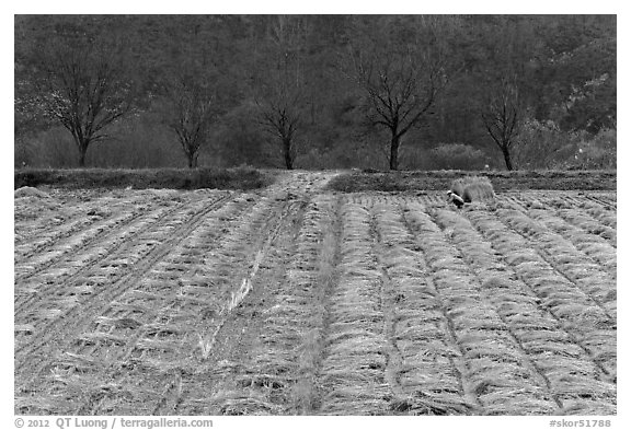 Field with cut crops and villager. Hahoe Folk Village, South Korea