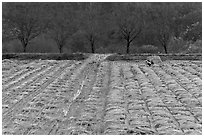 Field with cut crops and villager. Hahoe Folk Village, South Korea (black and white)