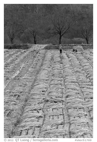 Villager in field. Hahoe Folk Village, South Korea (black and white)